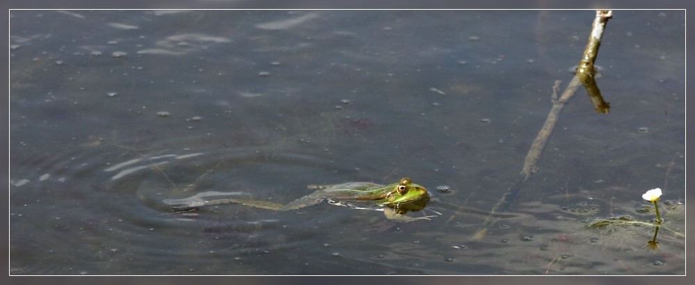 Frosch I