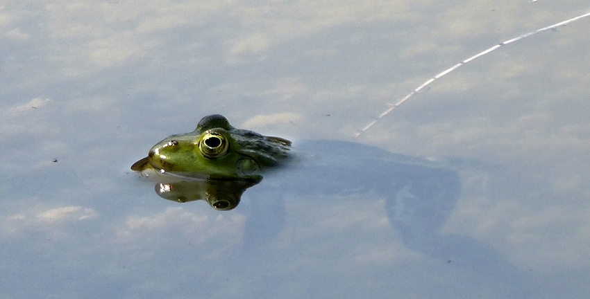 Frosch I