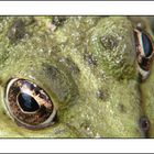 Frosch I