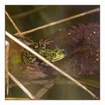 Frosch II