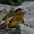 Frosch II