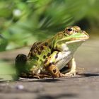 Frosch II