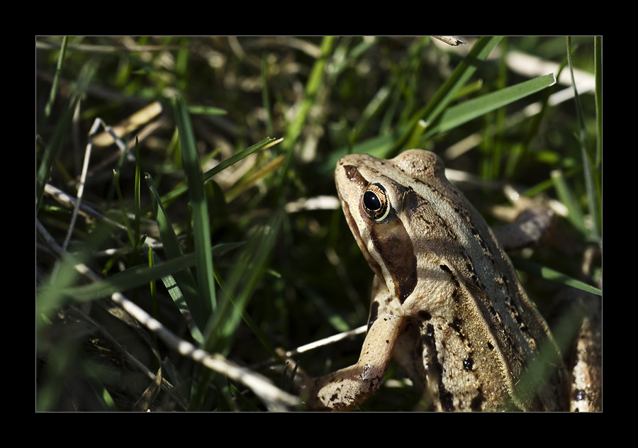 Frosch (II)