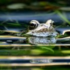 Frosch III