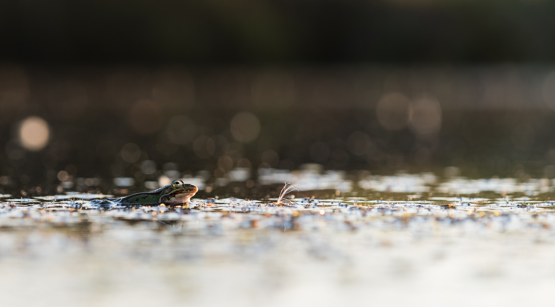 __Frosch im Abendlicht__