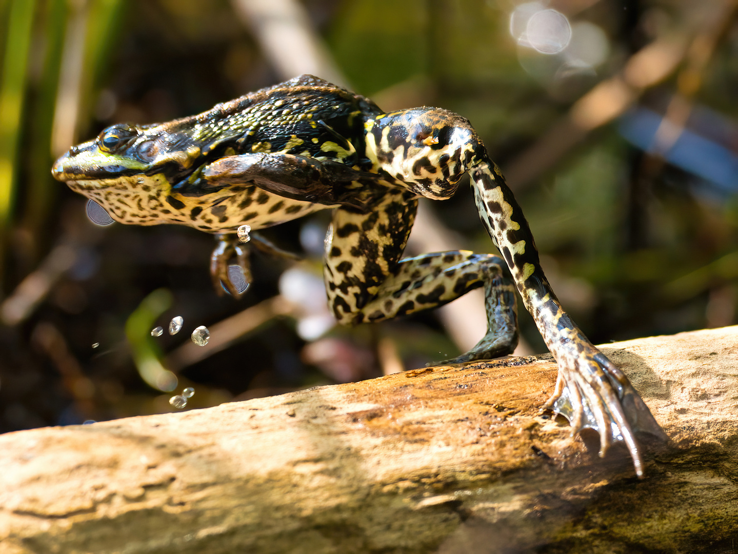 Frosch im Absprung