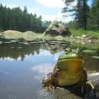 Frosch im Algonquin Park