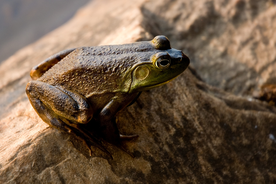 Frosch im Algonquin Provincial Park - Ontario- Kanada