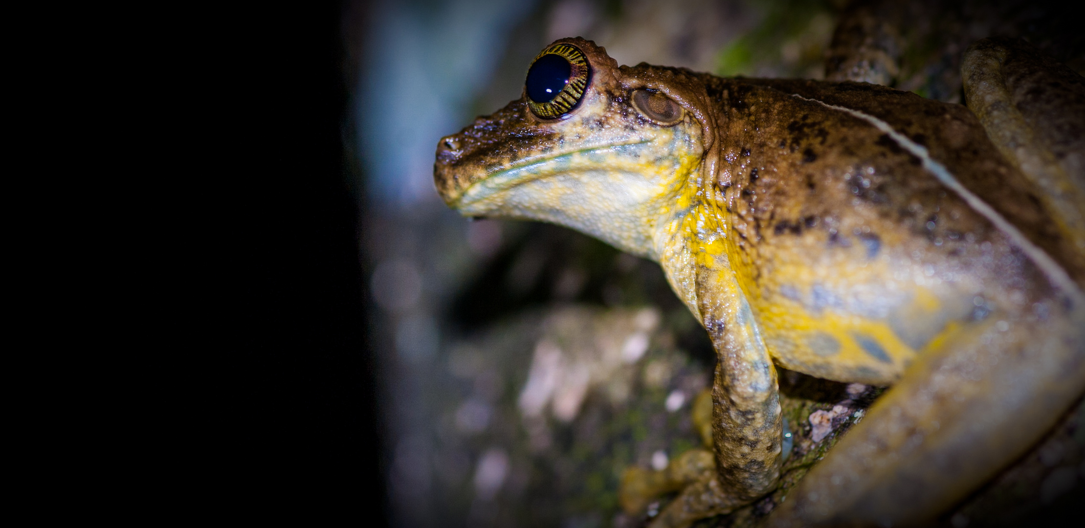 Frosch im Amazonas