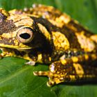 Frosch im Amazonasdschungel