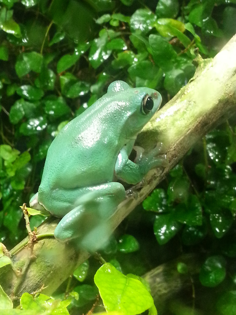 Frosch im Becken