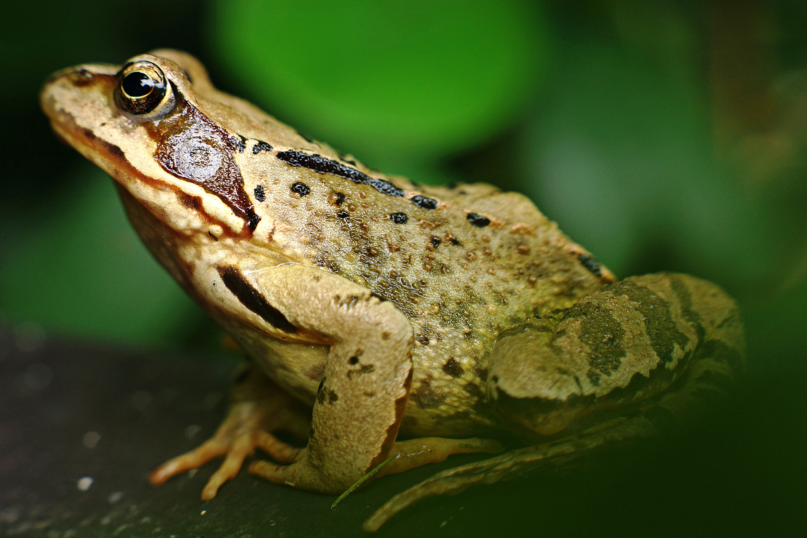 Frosch im Beet