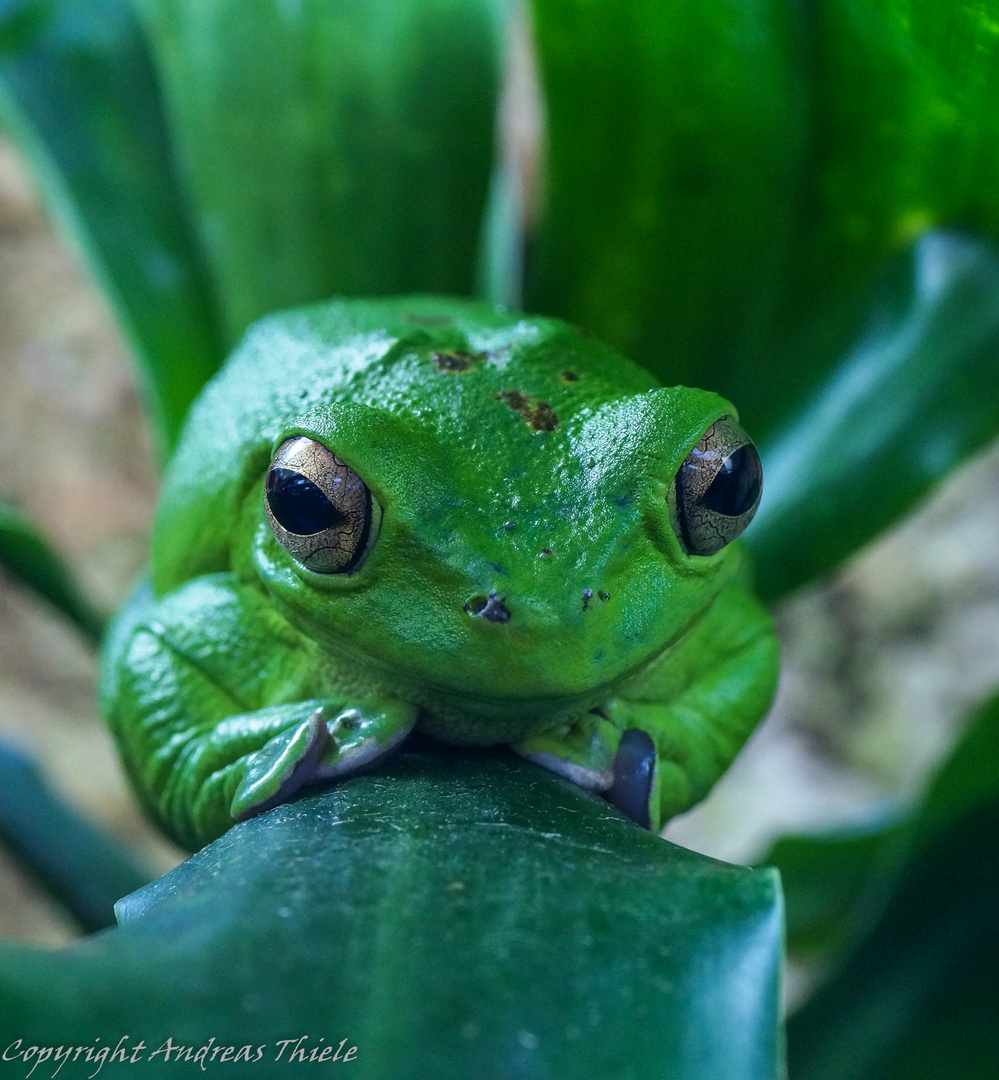 Frosch im Beobachtungsmodus