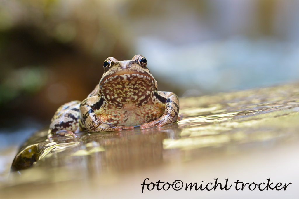 Frosch im Bergbach