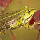 Frosch im Berliner botanischen Garten Mai 2009