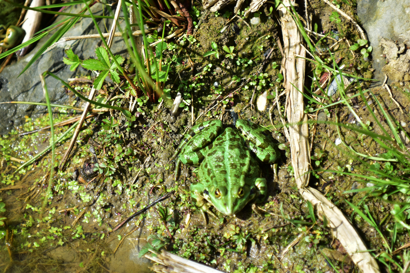 Frosch im Biotop