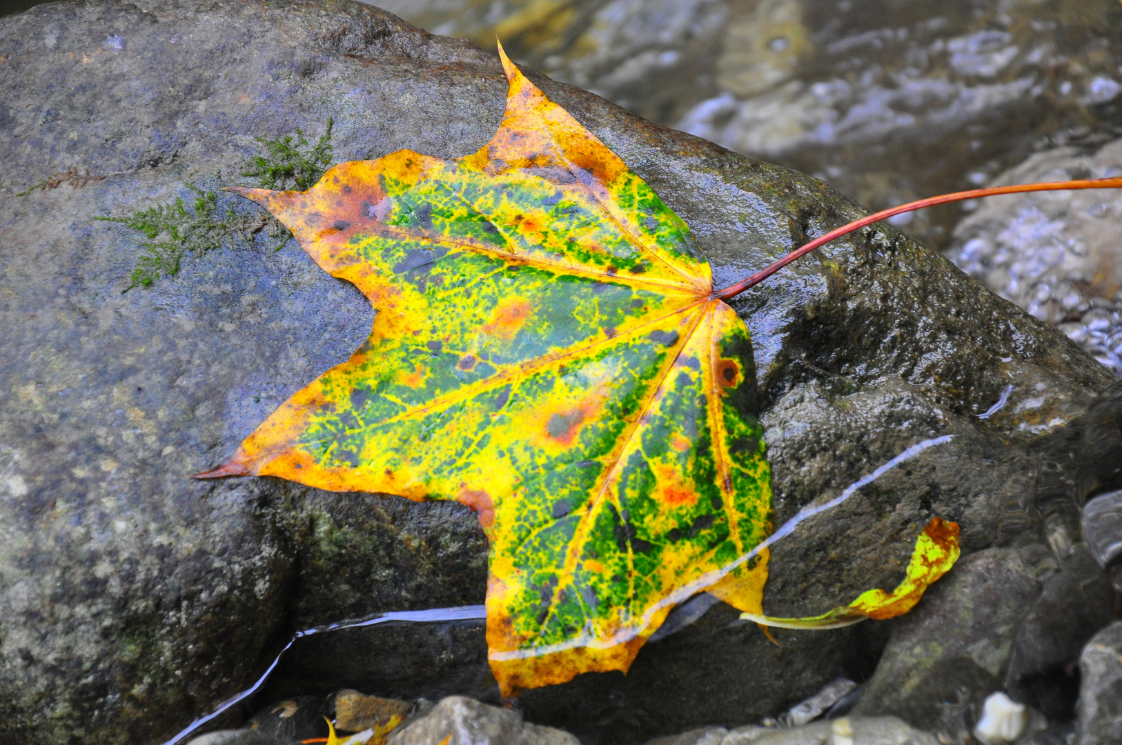 Frosch im Blatt