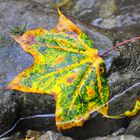 Frosch im Blatt