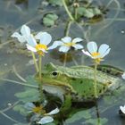 Frosch im Blumenmeer