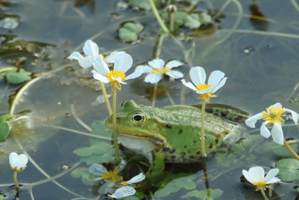 Frosch im Blumenmeer