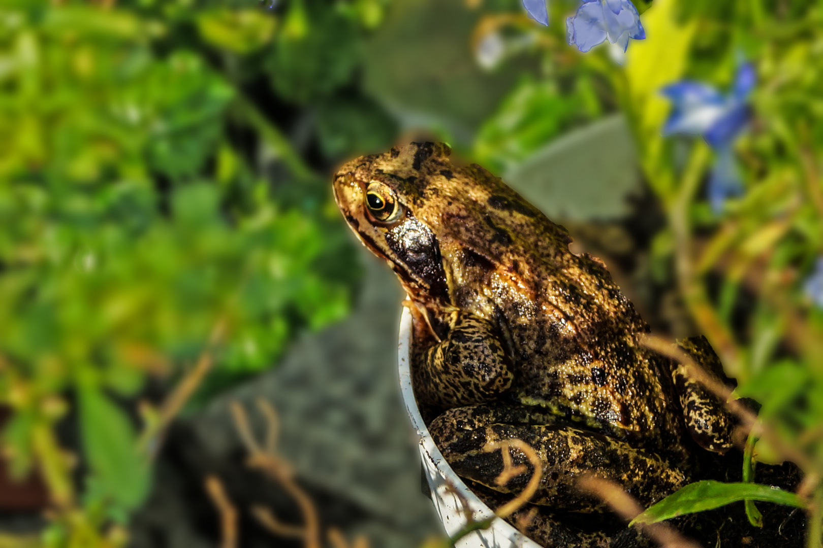 Frosch im Blumentopf