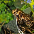 Frosch im Blumentopf