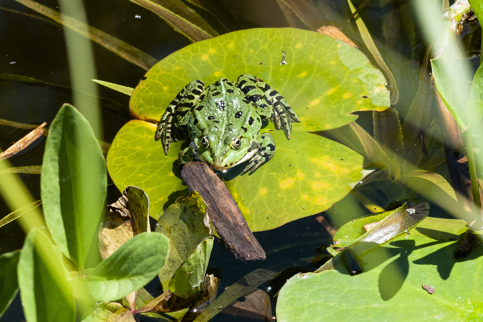 Frosch im Bot. Garten in Augsburg