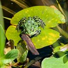 Frosch im Bot. Garten in Augsburg