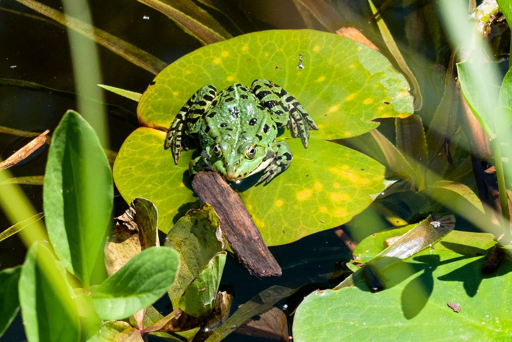 Frosch im Bot. Garten in Augsburg