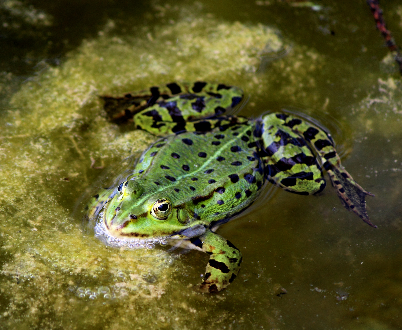 Frosch im Botanischen Garten