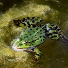 Frosch im Botanischen Garten