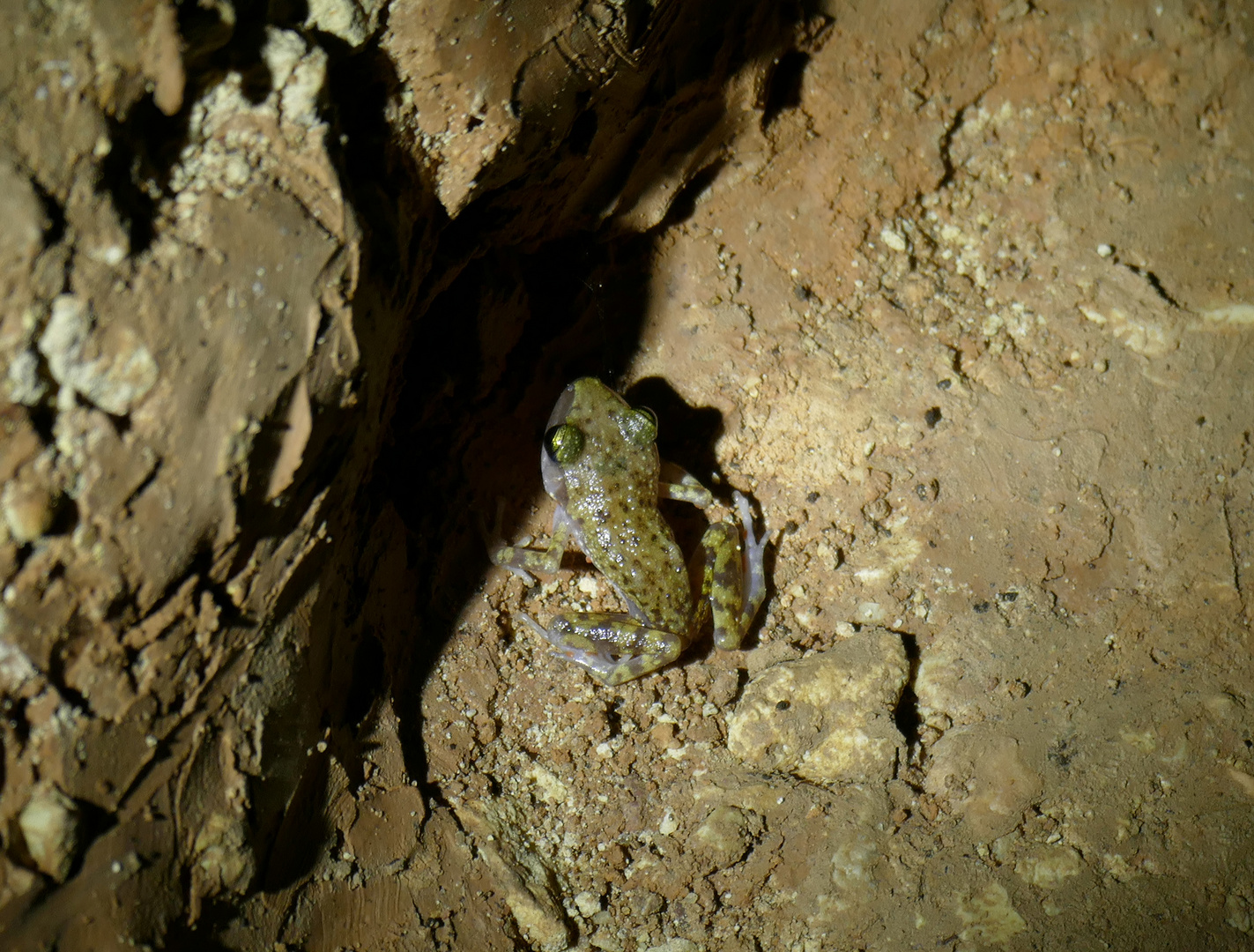 Frosch im Cave without a name