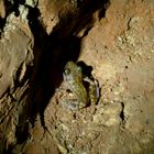Frosch im Cave without a name
