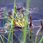 Frosch im Chinesischen Garten in Berlin Marzahn 23052015