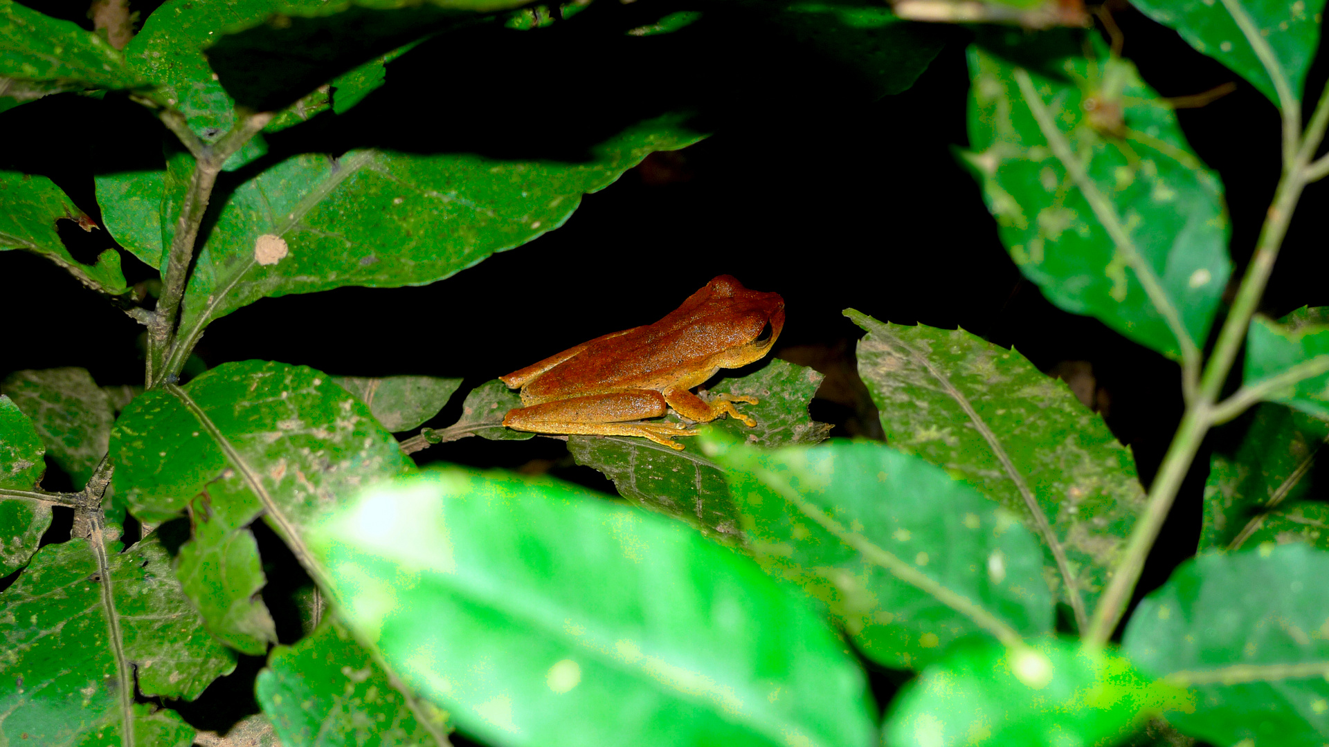 Frosch im Dschungel Perus