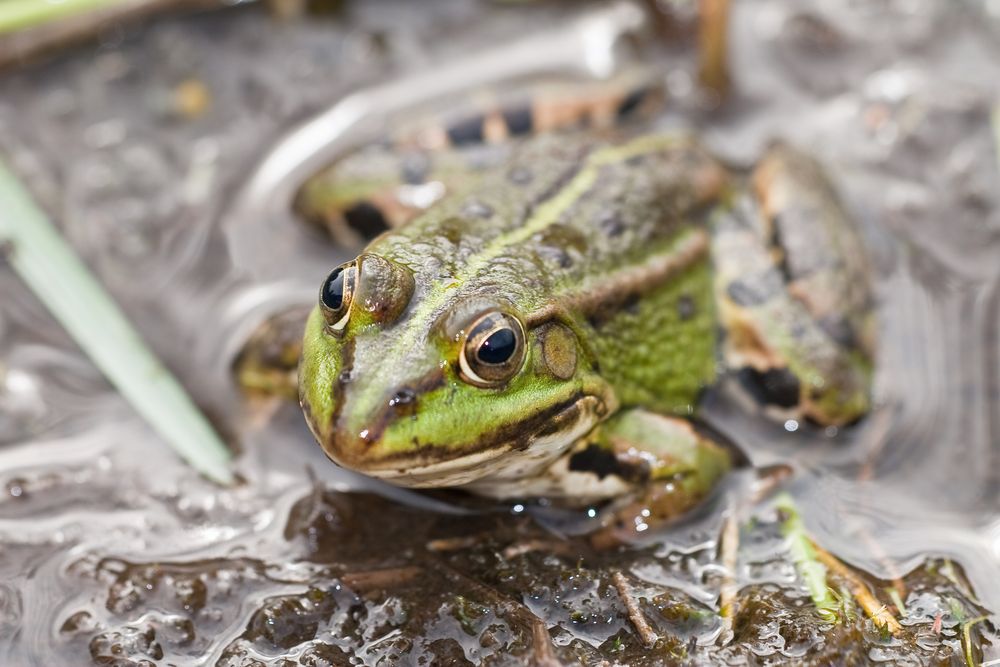 Frosch im Elmpter Schwalbruch, die zweite...