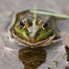 Frosch im Elmpter Schwalmbruch