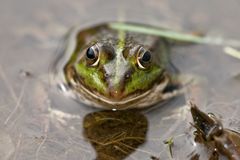 Frosch im Elmpter Schwalmbruch