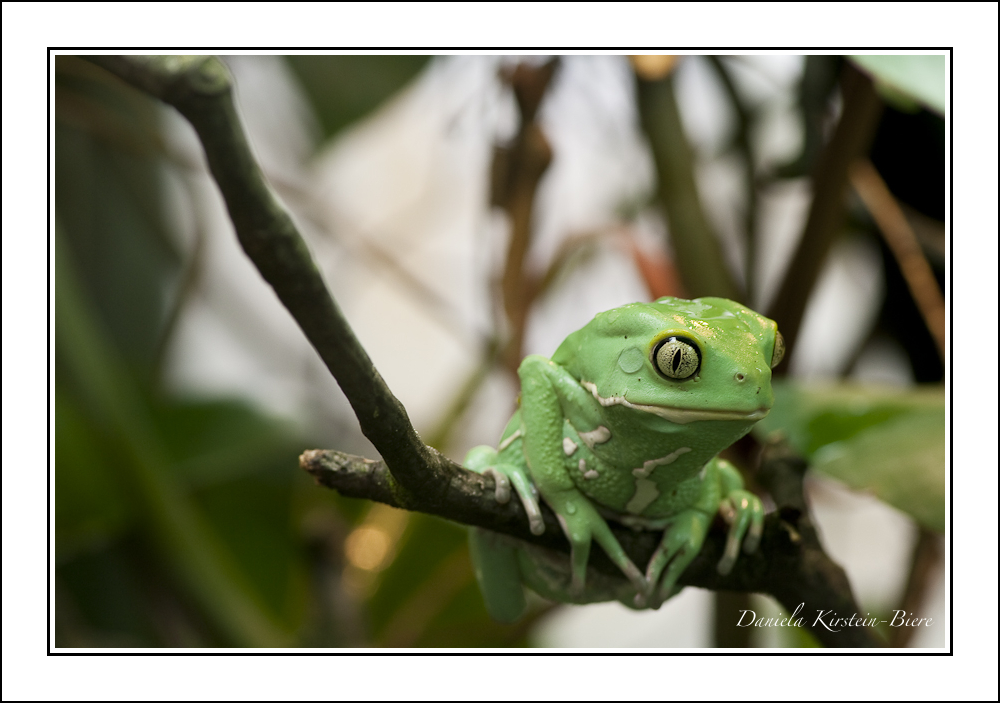 Frosch im Exotarium Frankfurt