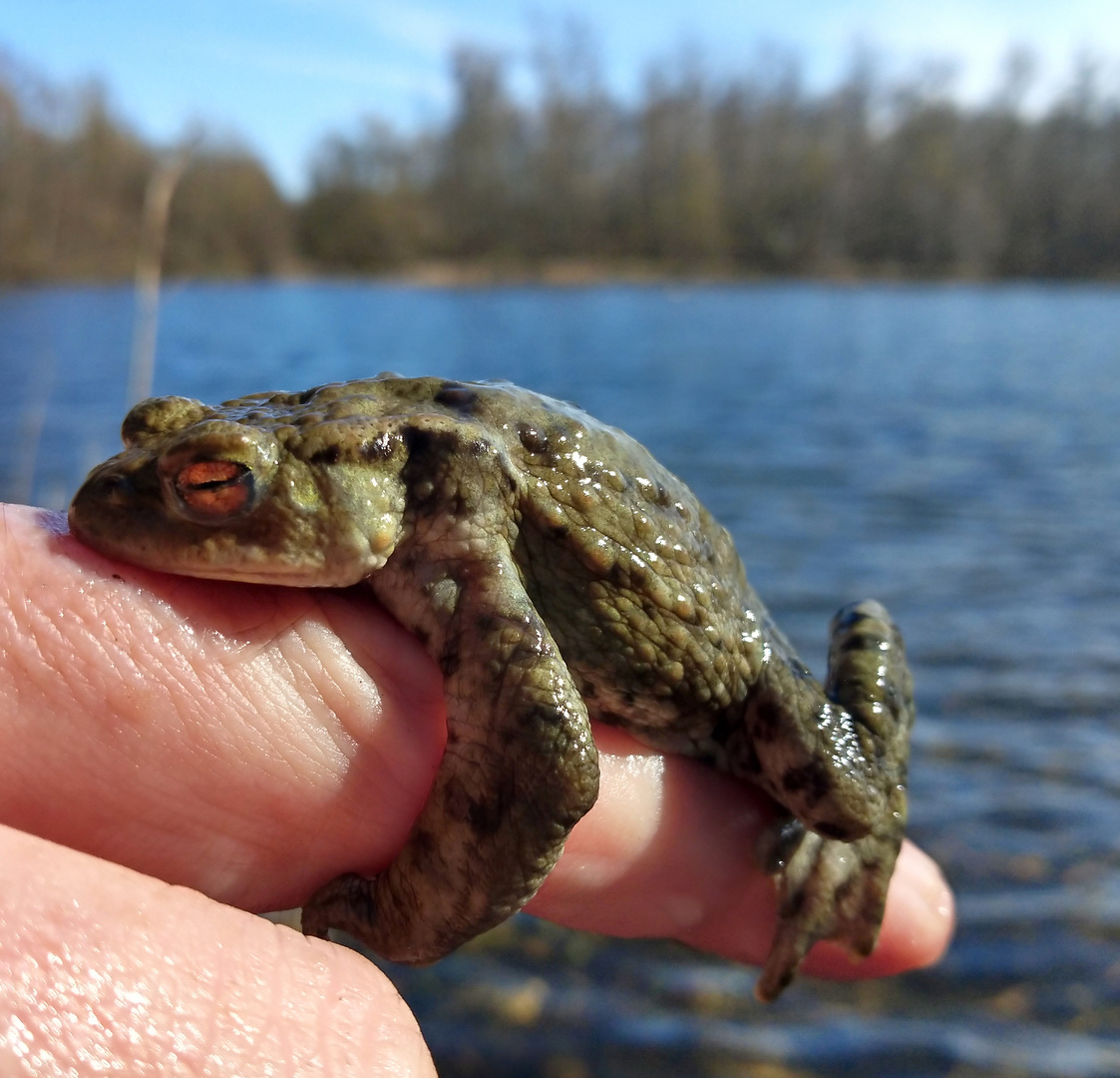 Frosch im Frühling ...