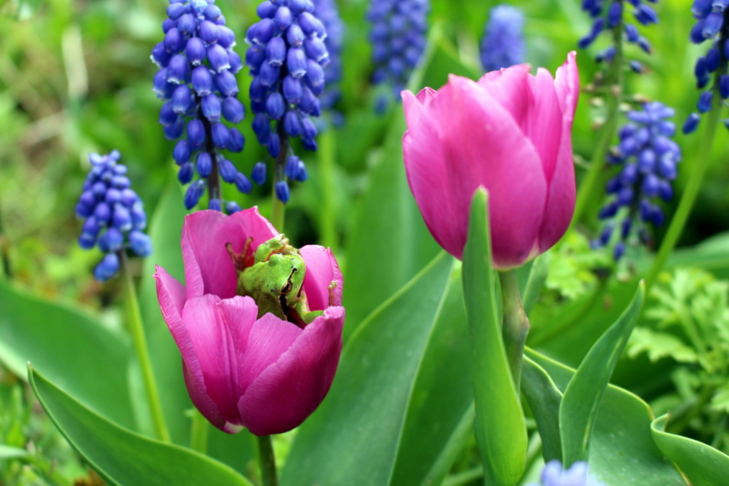 Frosch im Frühling