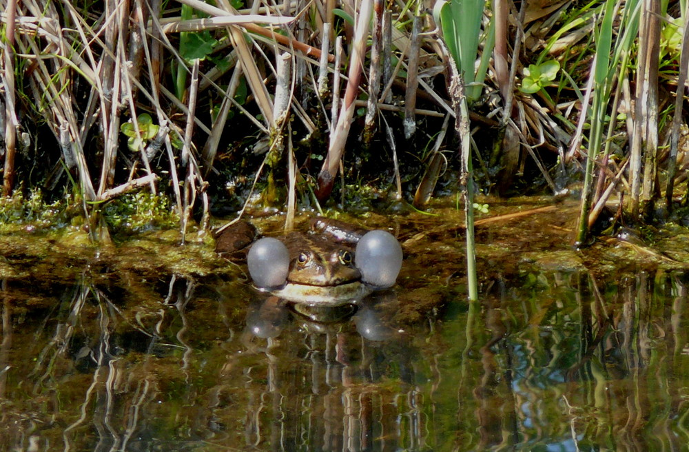 Frosch im Frühling