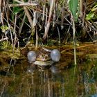 Frosch im Frühling