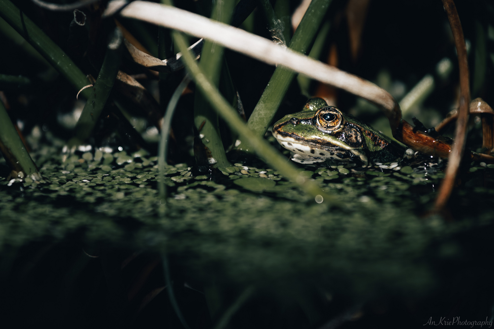 Frosch im Garten Foto & Bild teich, natur, tiere Bilder auf