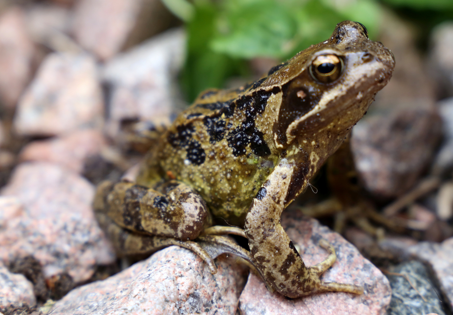 Frosch im Garten