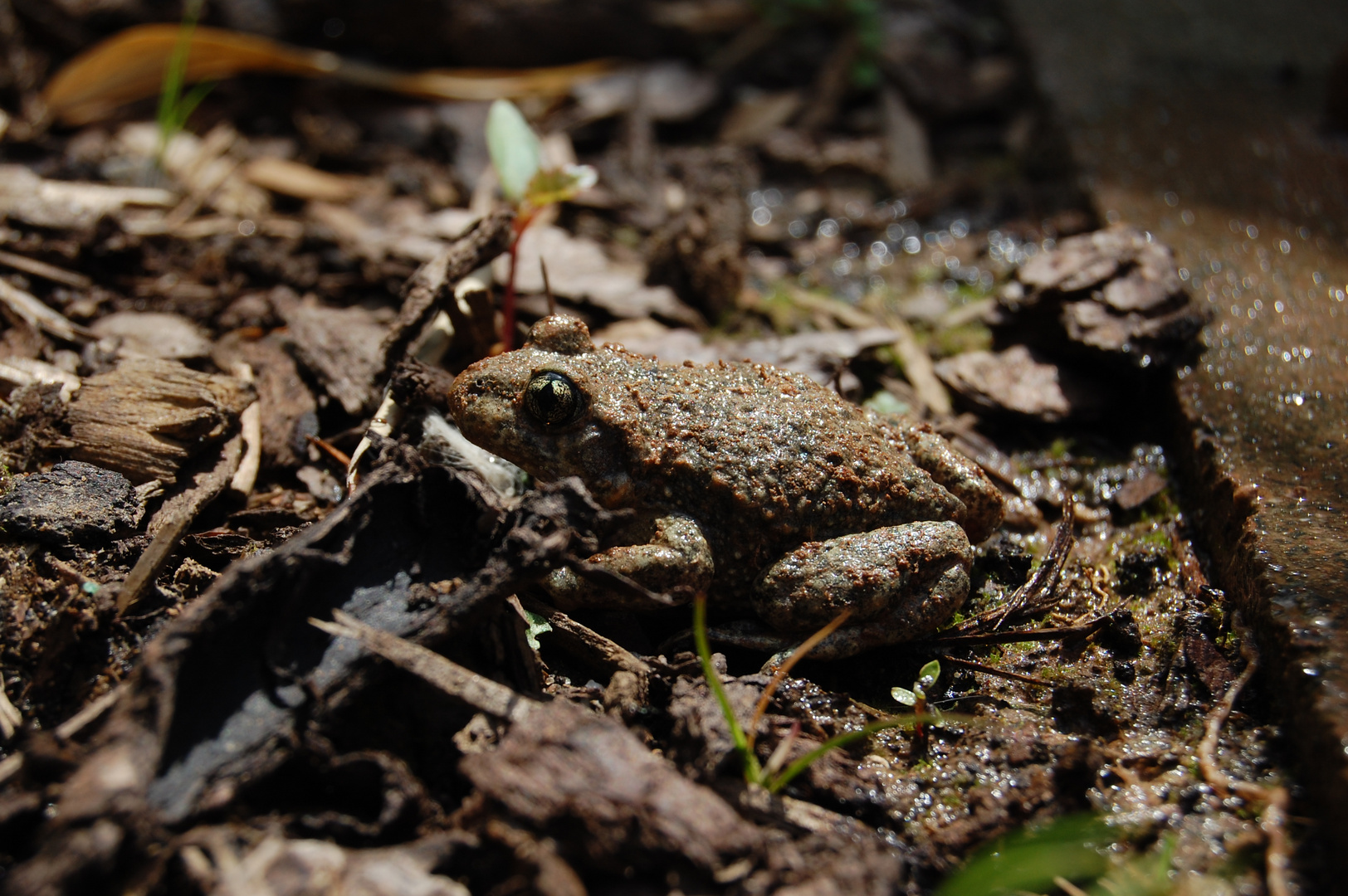 Frosch im Garten