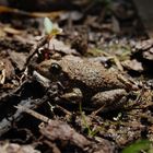 Frosch im Garten