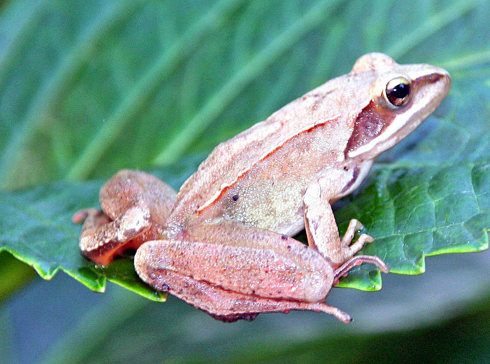 Frosch im Garten