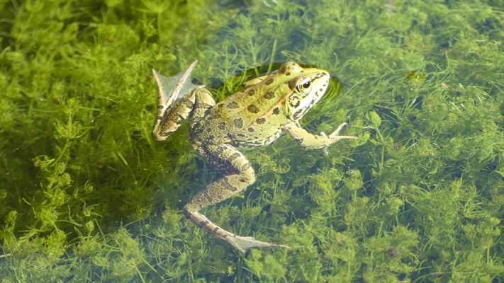 Frosch im Garten der Alhambra in Granada