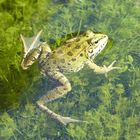 Frosch im Garten der Alhambra in Granada